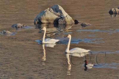 Tundra swans, Canvasback DPP_1025848 copy.jpg