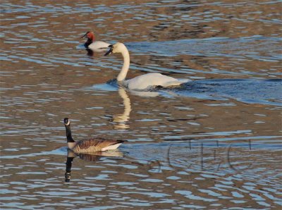 Tundra swans, Canvasback, Canada Goose DPP_1025851 copy.jpg