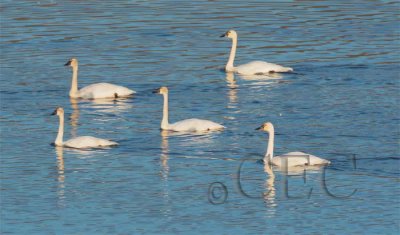 Tundra Swans DPP_1025853 copy.jpg