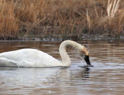 Tundra swan DPP_1026305 copy.jpg