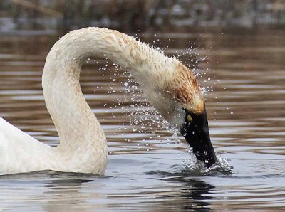 DPP_1026305 crop.jpg