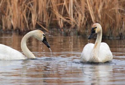 Tundra Swans DPP_1026307 copy.jpg