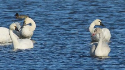 Goofy Tundra Swans DPP_09161 .jpg