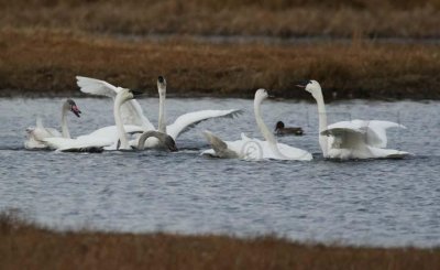 Celebration following migration, Tundra Swans DPP_09613 copy.jpg