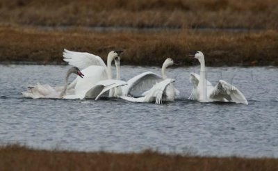 Celebration following migration, Tundra Swans DPP_09615 copy.jpg