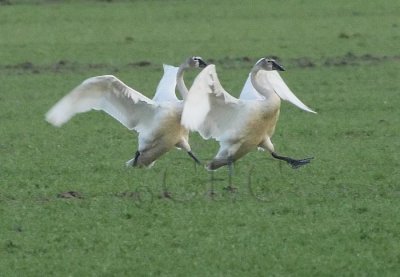 Tundra Swans Landing sequence 6/7 DPP_1024096 copy.jpg