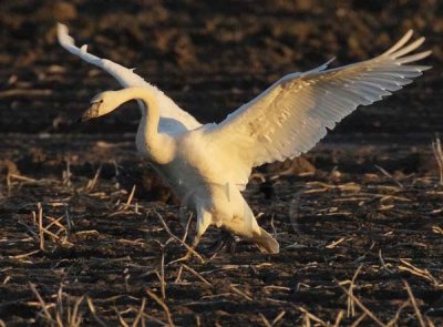 Trumpeter Swan DPP_1024441 copy.jpg