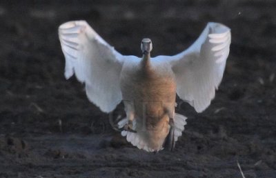 Trumpeter Swan Landing sequence 2/9 DPP_1025110 copy.jpg