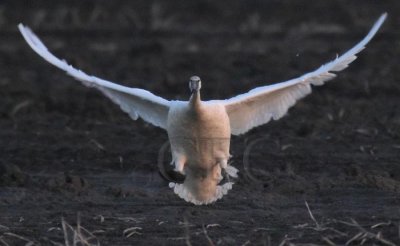 Trumpeter Swan Landing sequence 3/9 DPP_1025111 copy.jpg