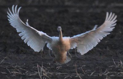 Trumpeter Swan Landing sequence 6/9 DPP_1025115 copy.jpg