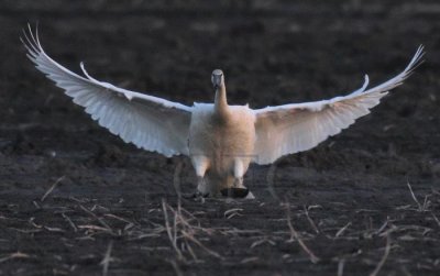 Trumpeter Swan Landing sequence 8/9 DPP_1025117 copy.jpg