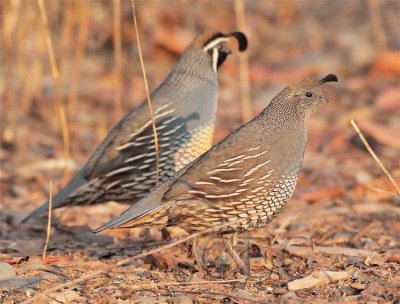 Morning, California Quail DPP_1042511.jpg