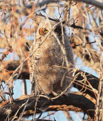 Early Morning, Young Owl, Great Horned Owl DPP_1028535 copy.jpg