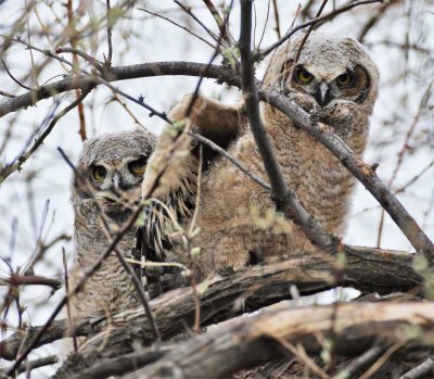 Siblings, Great Horned Owl DPP_1028655 copy.jpg