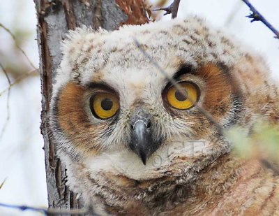 Young Owl, Great Horned Owl DPP_1028656 2.jpg