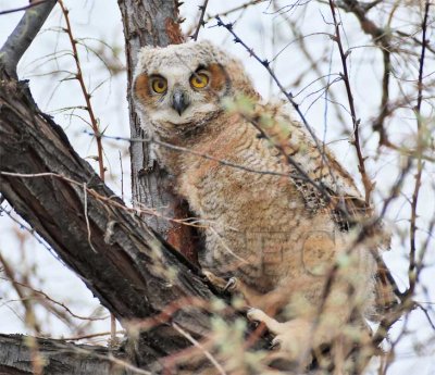 Young Owl, Great Horned Owl DPP_1028656 copy.jpg