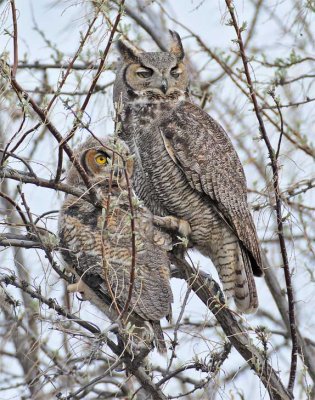 Parent and Young, Great Horned Owl DPP_1028684 copy.jpg