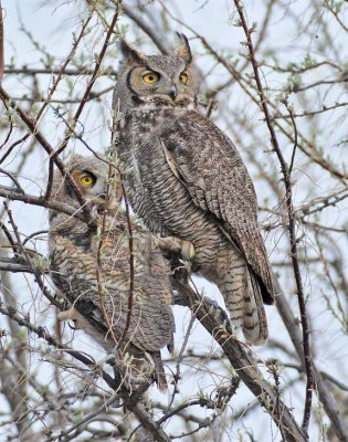 Parent and Young, Great Horned Owl DPP_1028685 copy.jpg