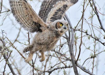 Youngster early flight, Great Horned Owl DPP_1028690 copy.jpg