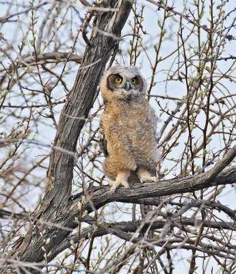 Young Owl, Great Horned Owl DPP_1028710 copy.jpg