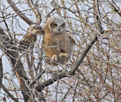 Young Owl tests wings in dense Russian Olive foliage 1/6, Great Horned Owl DPP_1028711.jpg