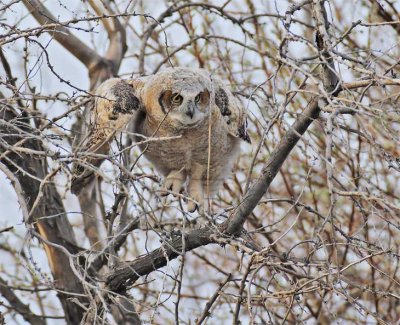 Young Owl tests wings in dense Russian Olive foliage 2/6, Great Horned Owl DPP_1028712 copy.jpg