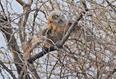 Young Owl tests wings in dense Russian Olive foliage 3/6, Great Horned Owl DPP_1028713 copy.jpg