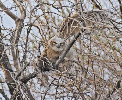 Young Owl tests wings in dense Russian Olive foliage 4/6, Great Horned Owl DPP_1028714 copy.jpg