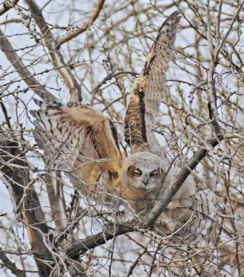 Young Owl tests wings in dense Russian Olive foliage 5/6, Great Horned Owl DPP_1028715.jpg