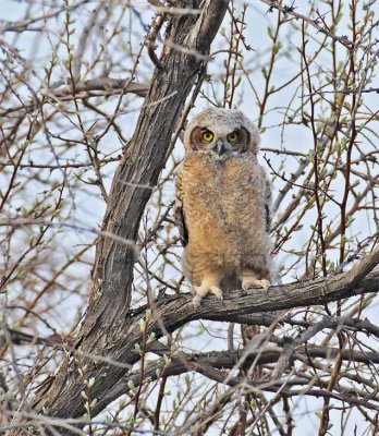 Young Owl, Great Horned Owl DPP_1028717 copy.jpg