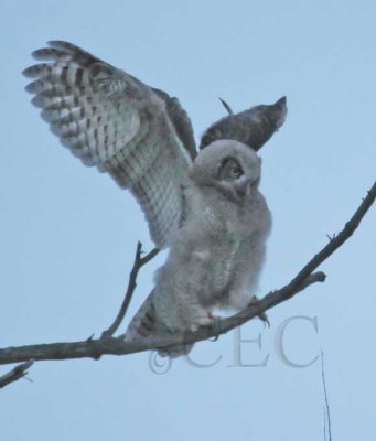 Young Owl, Pre-dawn flight, Natural Light 1/5, Great Horned Owl DPP_1033698 copy.jpg