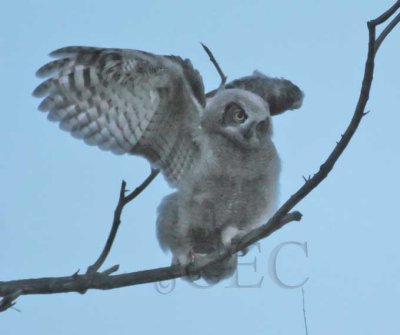 Young Owl, Pre-dawn flight, Natural Light 2/5, Great Horned Owl DPP_1033699 copy.jpg