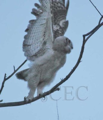 Young Owl, Pre-dawn flight, Natural Light 3/5, Great Horned Owl DPP_1033700 copy.jpg