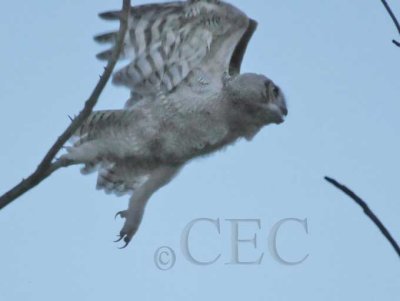 Young Owl, Pre-dawn flight, Natural Light 4/5, Great Horned Owl DPP_1033701 copy.jpg