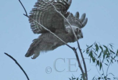 Young Owl, Pre-dawn flight, Natural Light 5/5, Great Horned Owl DPP_1033709 copy.jpg