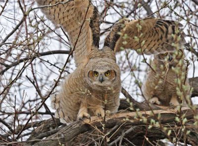 Young Owl tests wings, Great Horned Owl WT4P2349 copy.jpg