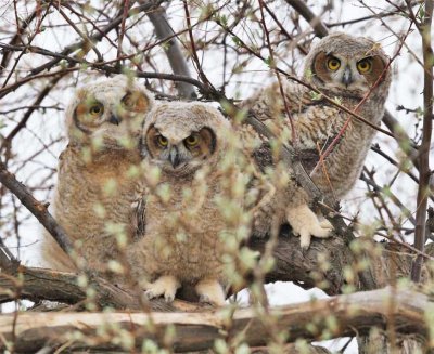 Siblings, Great Horned Owl WT4P2361 copy.jpg