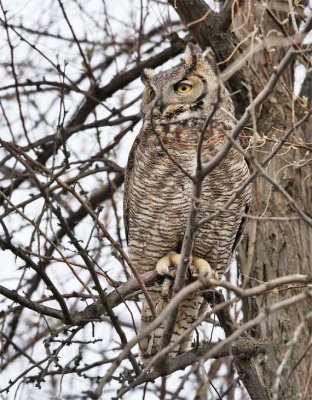 Great Horned Owl WT4P2362 copy.jpg