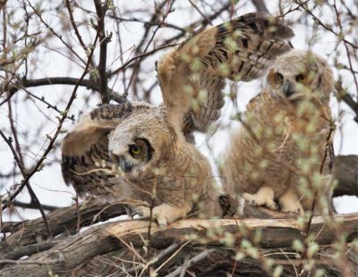 Young Owl tests wings, Great Horned Owl WT4P2395 copy.jpg