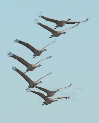 In formation, Sandhill Cranes,  DPP_10027190 copy.jpg