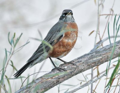 American Robin, partial juvenile plumage DPP_1001323 copy.jpg