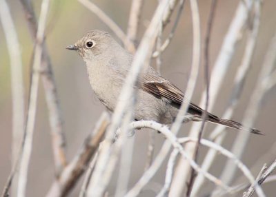 Townsend's Solitaire, Moses Lake  DPP_10028018 copy.jpg