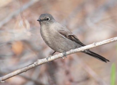 Townsend's Solitaire,  DPP_10028020 copy.jpg