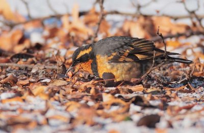 Varied Thrush, male, Yakima Arboretum  DPP_1002975 2.jpg