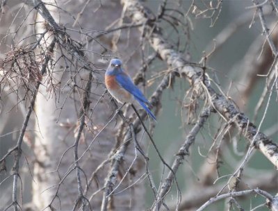 Western Bluebird, male, Little Naches DPP_10030471 copy.jpg