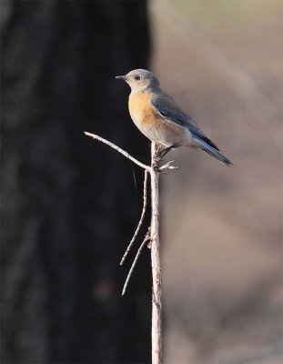 Western Bluebird, female, Little Naches DPP_10030472 copy.jpg