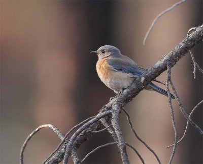 Western Bluebird, female, Little Naches DPP_10030538 copy.jpg
