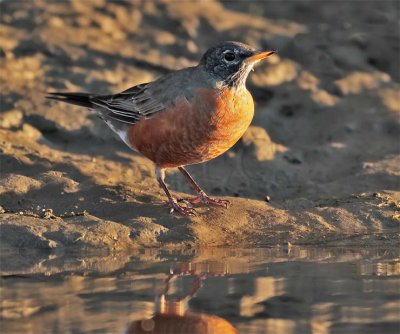 American Robin, Sunrise, Columbia River  DPP_10040121 22 copy.jpg