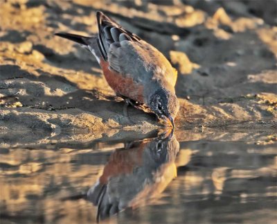 American Robin, Sunrise, Columbia River   DPP_10040122 copy.jpg