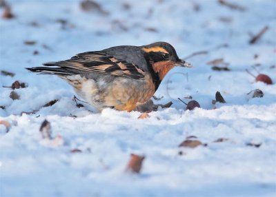 Varied Thrush, male, Yakima DPP_10042974.jpg